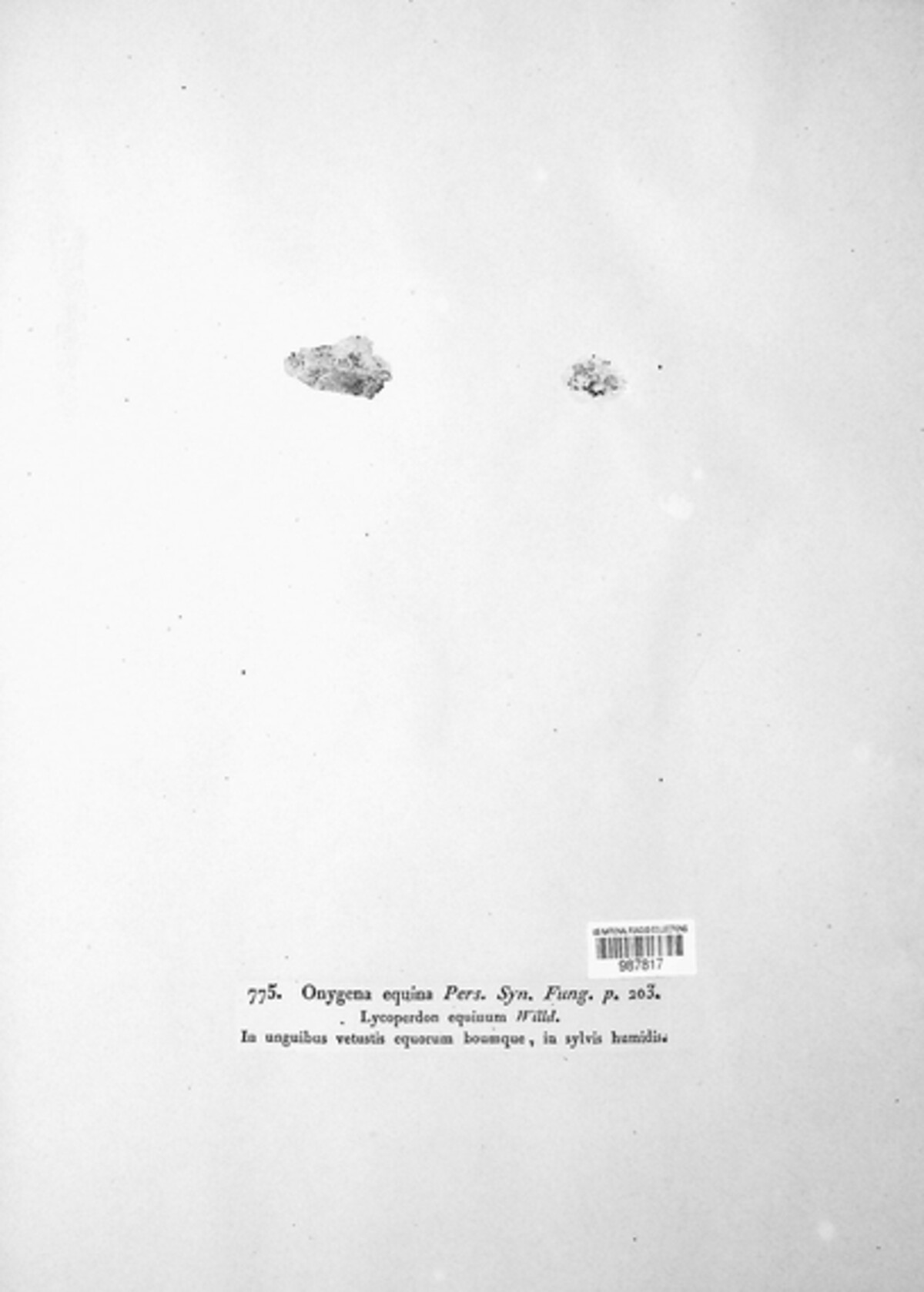 Onygena equina image